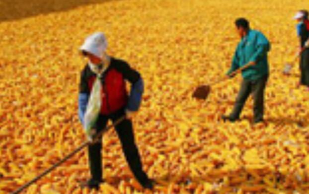 產(chǎn)能、庫存、政策均有底 我國糧食安全有保障